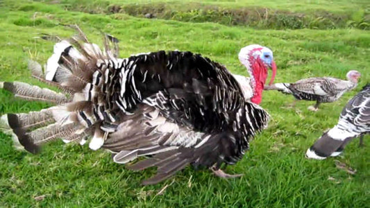 Consejos para el cuidado y crianza de los pavos o guajolotes