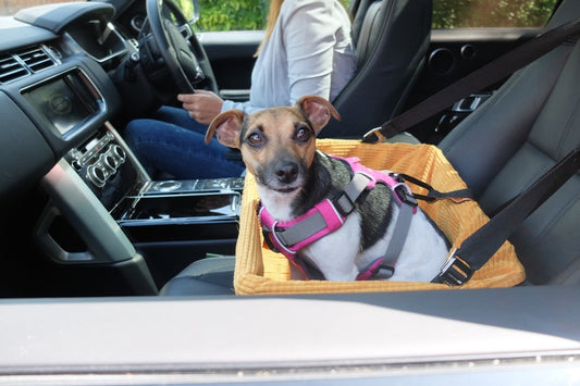 Recomendaciones para viajar en coche con tu perro