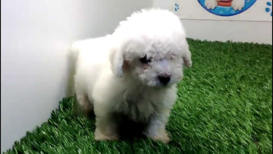 Consejos para cuidar un perro mini toy