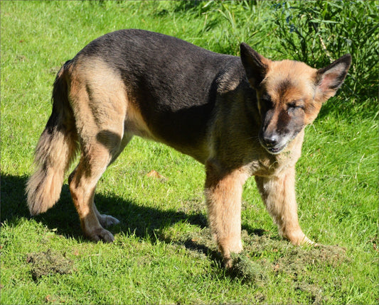 Giardiasis en perros: qué es, cómo se manifiesta y cómo prevenirla