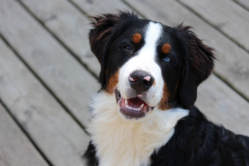 El problema de la esofagitis en los perros