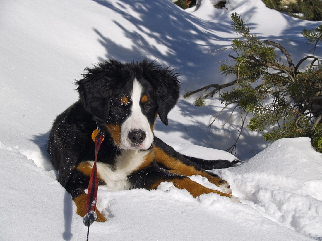 Viajar con mascotas a la montaña, importancia del veterinario