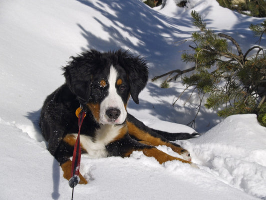 Viajar con mascotas a la montaña, importancia del veterinario