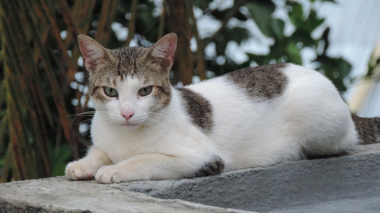Importancia del lenguaje corporal para el cuidado del gato