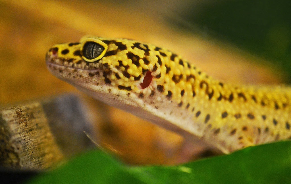 Principales riesgos de la salud para los gekos mascota