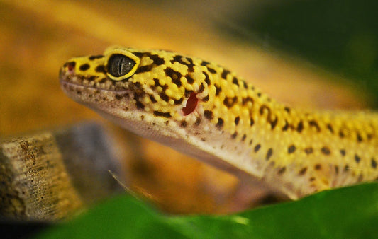 Principales riesgos de la salud para los gekos mascota