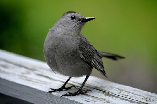 Decálogo para Quienes Tienen Pájaros Cantores como Mascotas