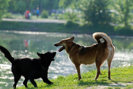 Consejos esenciales para el cuidado de las mascotas en el año 2025