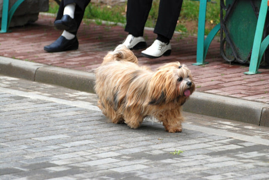 Recomendaciones para prevenir la Tos de las Perreras en las mascotas