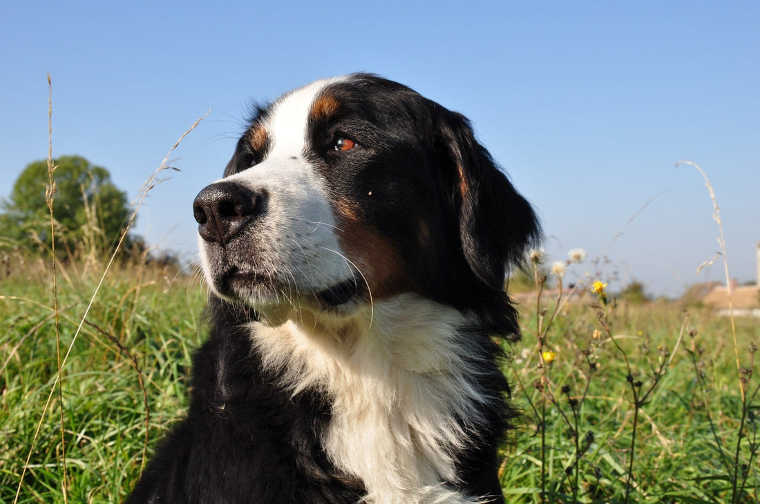 Filariosis canina, una amenaza parasitaria influenciada por el clima y los mosquitos