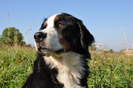 Filariosis canina, una amenaza parasitaria influenciada por el clima y los mosquitos