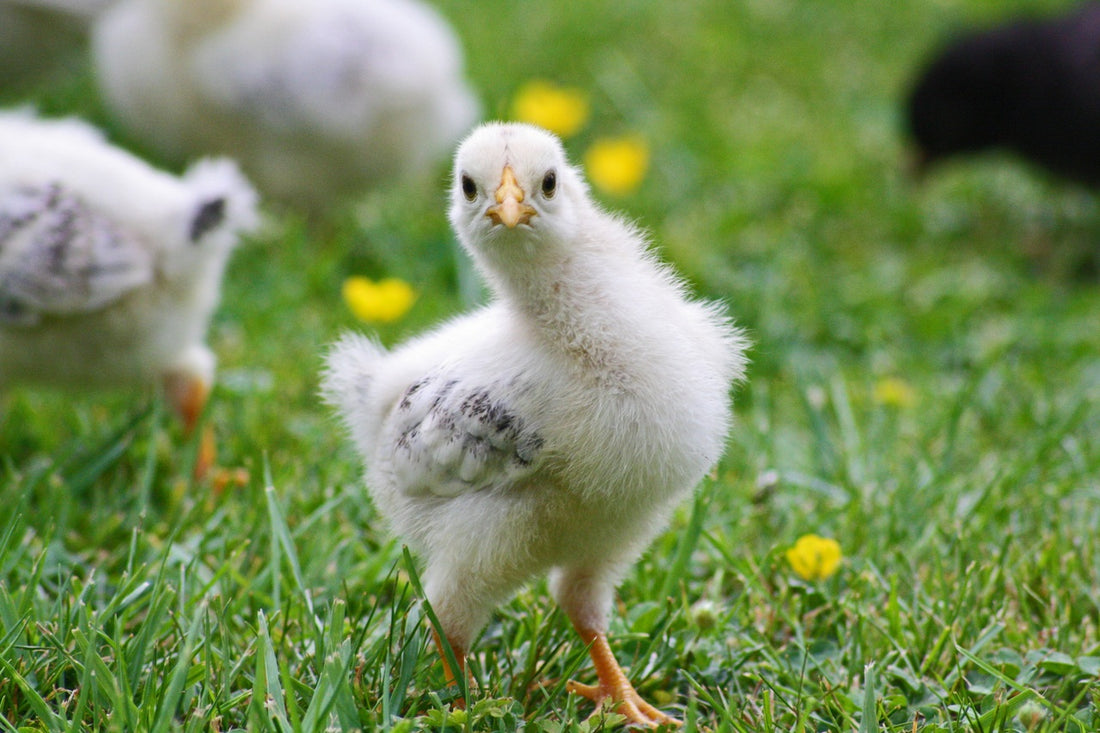 Atenciones veterinarias y cría de pollos