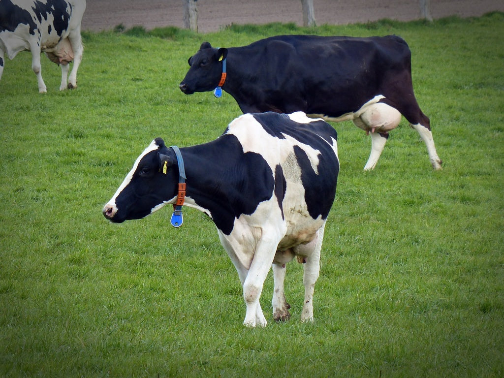 El problema del estrés calórico en las vacas lecheras