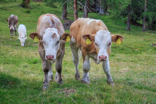 Fortalecer las defensas en animales de granja durante el invierno