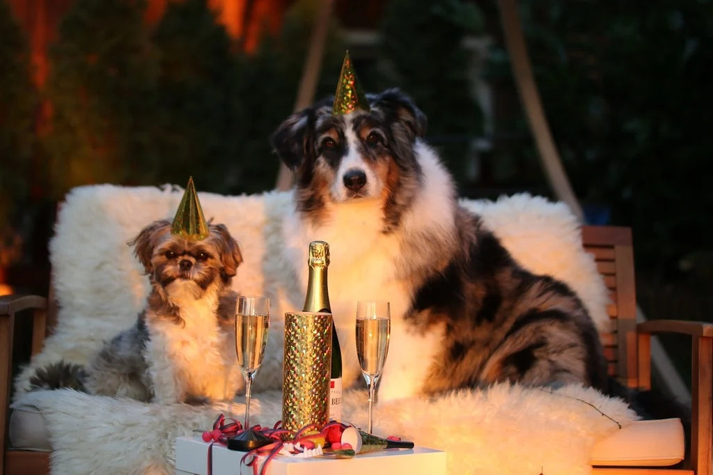 Aprovechando el Año Nuevo para fortalecer el vínculo con tu mascota