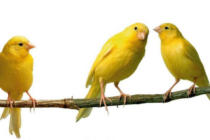 Necesidad de controles periódicos con el veterinario para monitorear la salud aviar