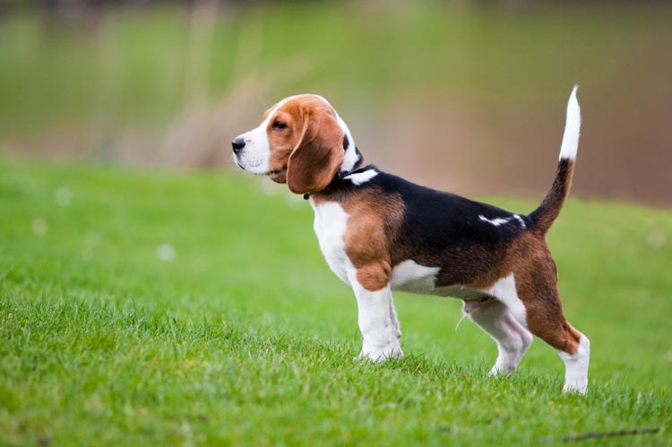Qué hacer si se detectan lipomas en las mascotas
