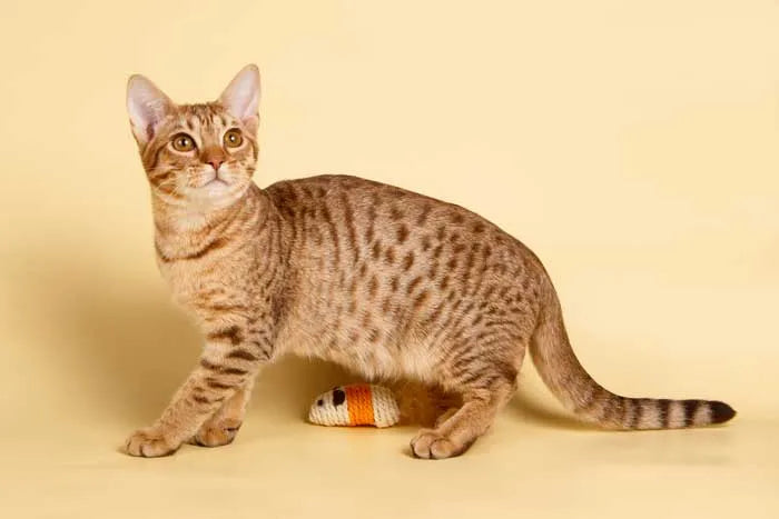 Cuidar a un gato ruso, persa u Ocicat