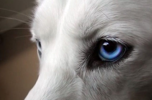 Cómo cuidar los ojos de las mascotas