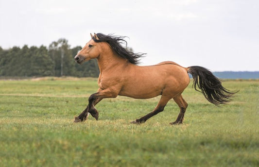Conoce cuáles son las enfermedades más graves del caballo