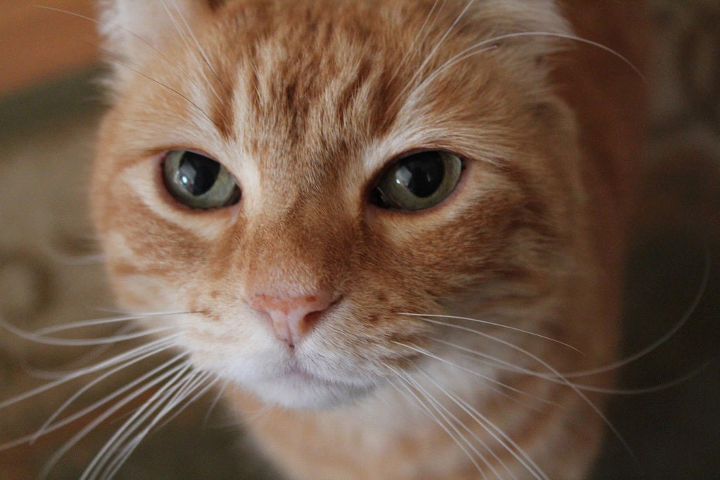 Por qué mi gato hace como que se ahoga