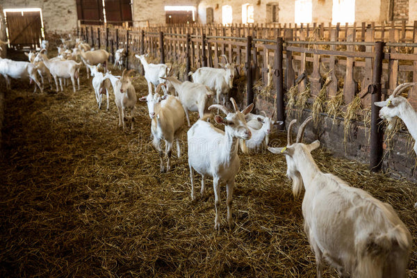 Importancia de proteger del frío a los animales de granja