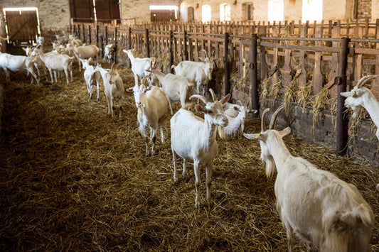 Importancia de proteger del frío a los animales de granja
