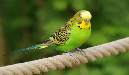 Cuidados básicos de salud para pájaros domésticos: Señales de enfermedades comunes