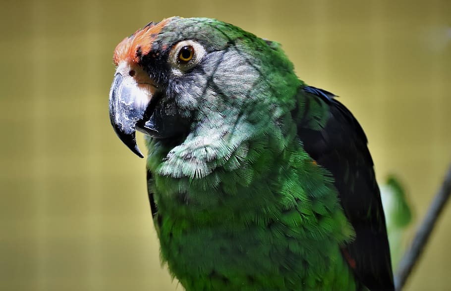 Cómo debo alimentar a mi loro