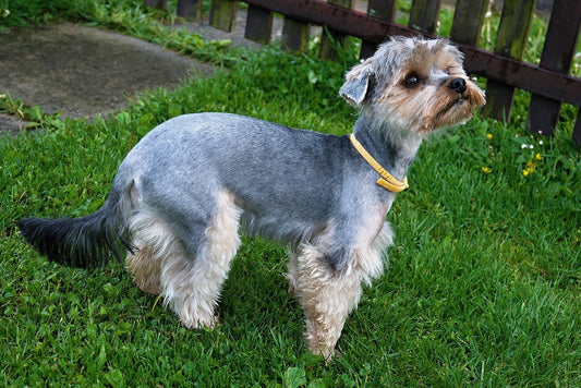 Adiestramiento y Prevención de Enfermedades para tu perro Schnauzer