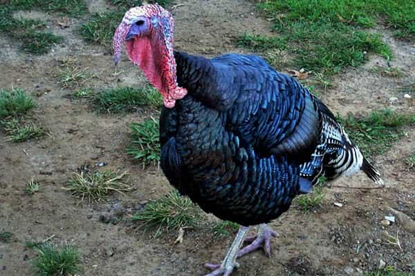 Recomendaciones para la crianza higiénica y productiva de pavos o guajolotes