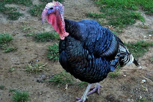 Recomendaciones para la crianza higiénica y productiva de pavos o guajolotes