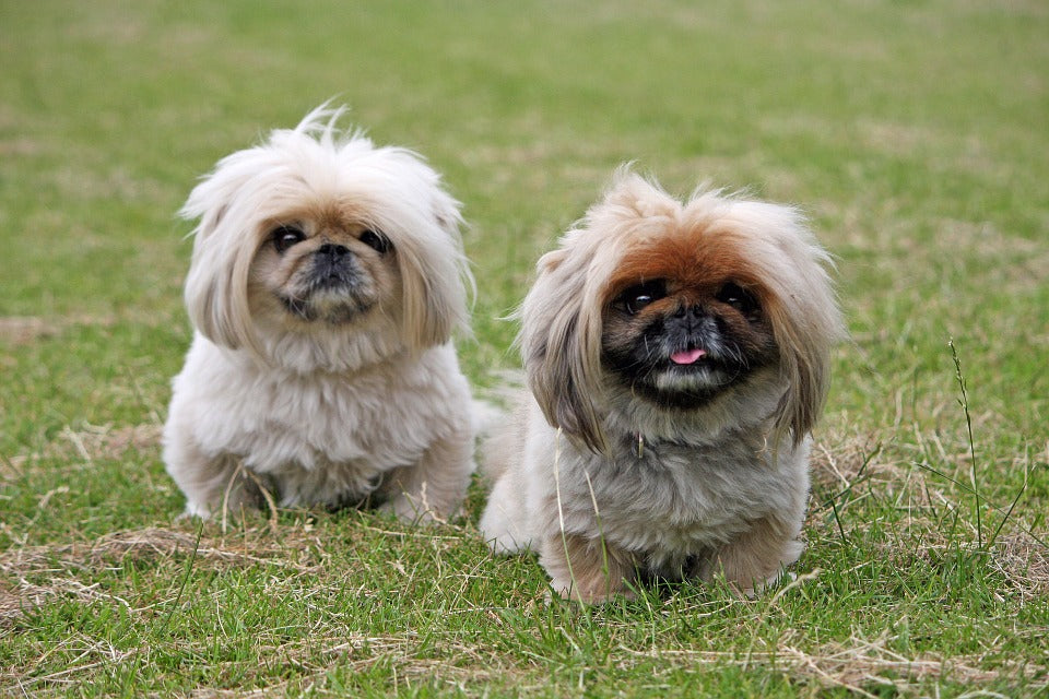 Tips, consejos y recomendaciones de adiestramiento canino