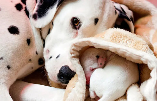 Perras separadas de sus cachorros, cómo apoyarlas