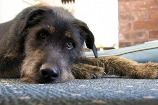 Eutanasia en perros y gatos, cómo es y cuando debe considerarse