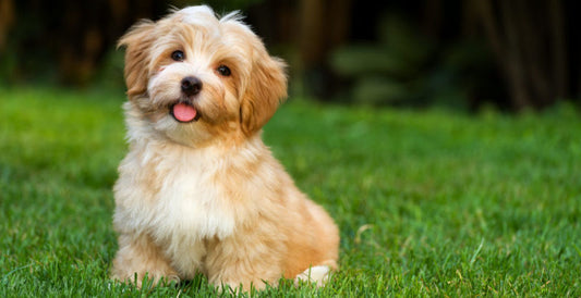 El riesgo de enfermedades cardiacas en las mascotas