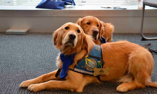 Trámites que se deben de cumplir para viajar con tu mascota
