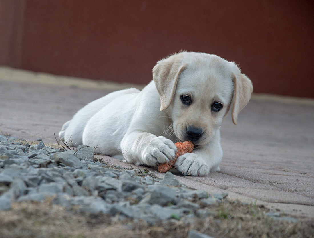 Las mejores recomendaciones para el cuidado de los perros en casa