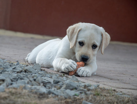 Las mejores recomendaciones para el cuidado de los perros en casa