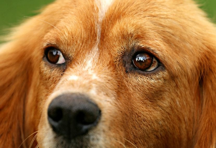 El problema de ojo de cereza en los perros