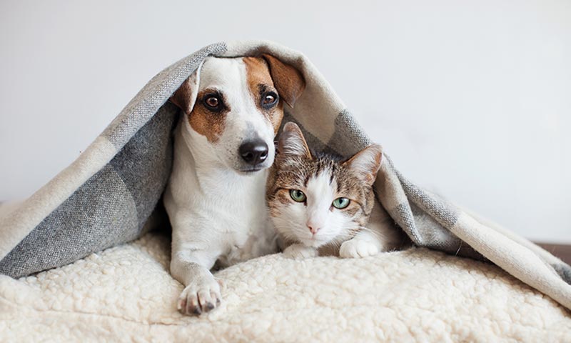 Salud y atenciones veterinarias, los mejores regalos para mascotas