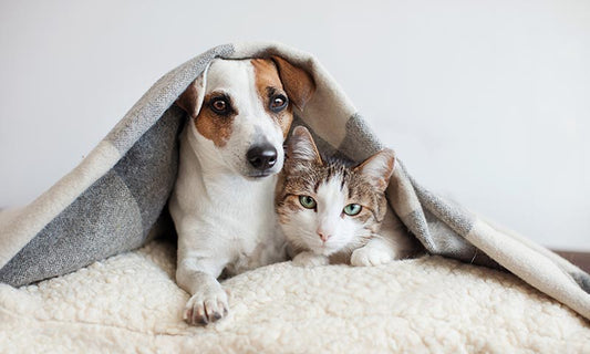 Salud y atenciones veterinarias, los mejores regalos para mascotas