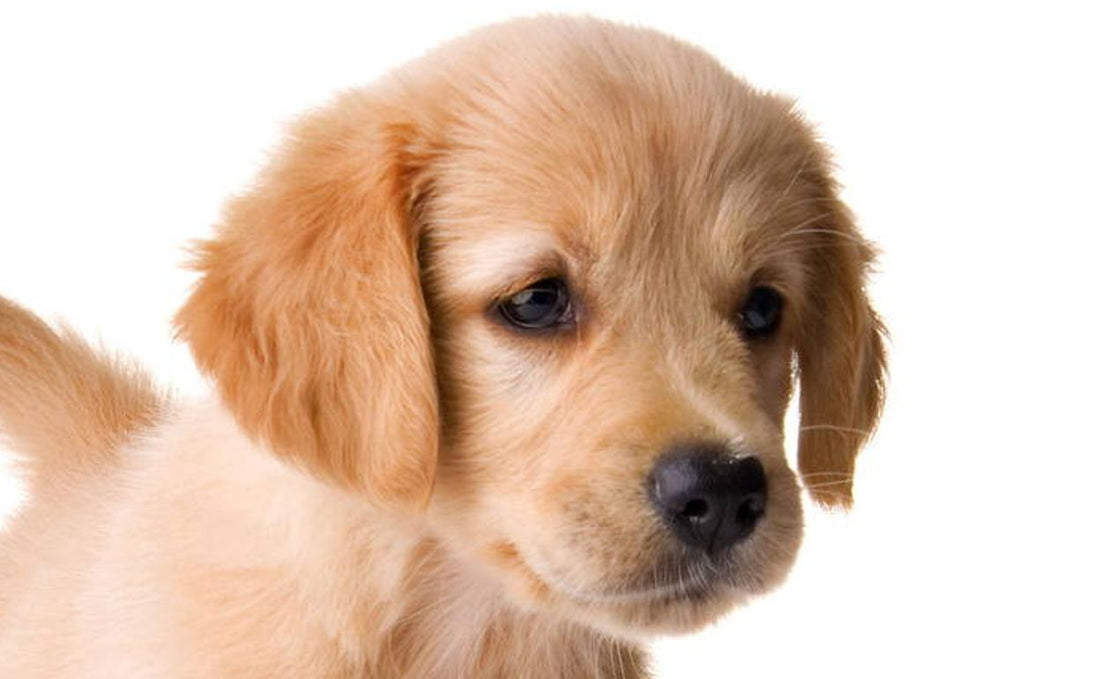 El problema de la tendinitis en el perro