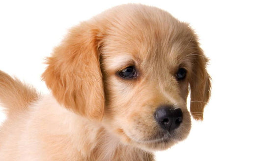 El problema de la tendinitis en el perro