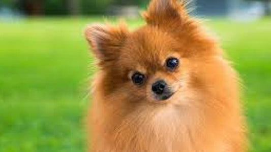 Recomendaciones para proteger al perro del sol