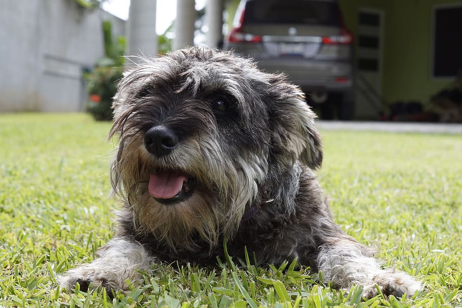 Importancia de la etiología para el cuidado de las mascotas