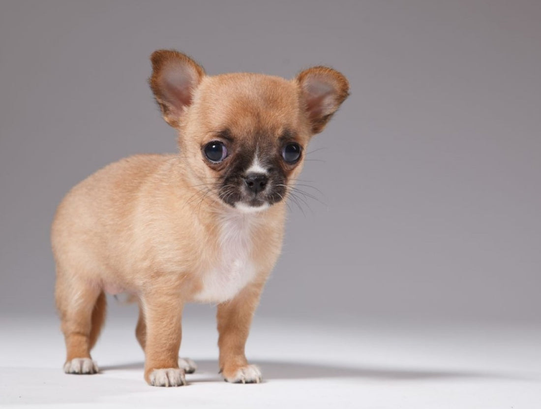 Cría y cuidado de perros pequeños y medianos