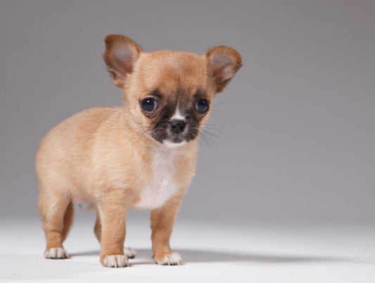 Cría y cuidado de perros pequeños y medianos