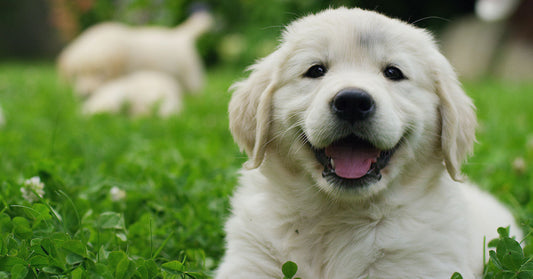 Afectaciones por lombrices en los cachorros