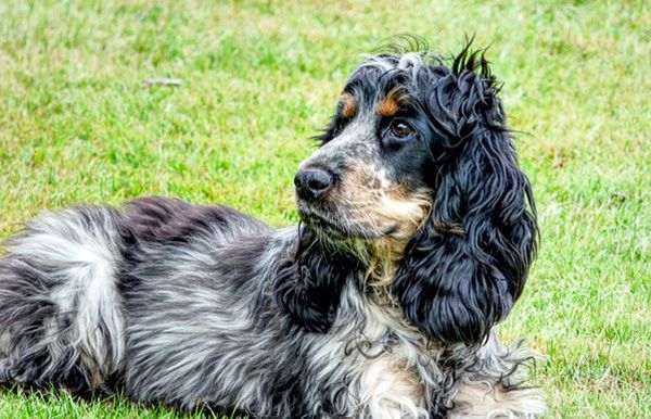 Consejos para el cuidado del perro cocker spaniel inglés
